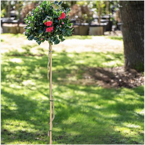 Camellia Curly Lady - 016