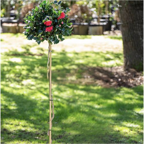 Camellia Curly Lady - 016
