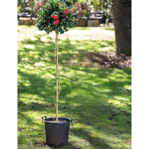 Camellia Curly Lady - 016