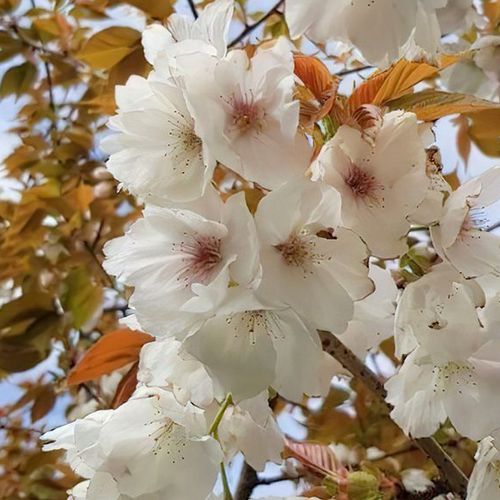 Prunus serrulata 'Tai Haku' | Great White Cherry