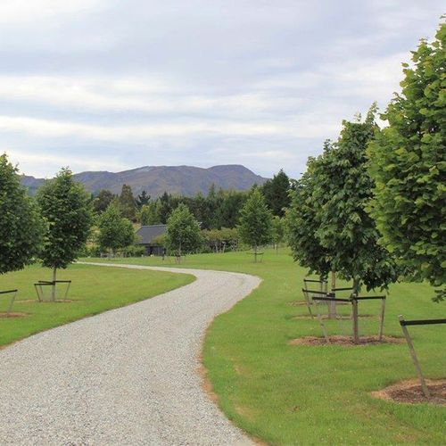 Tilia platyphyllos | European Lime