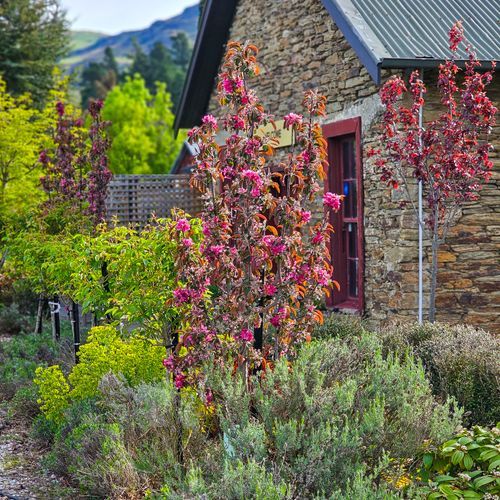 MALUS ‘Flamingo’ – Upright Deep Pink Crabapple