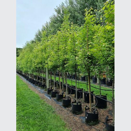 ACER freemanii ‘Jeffers Red’ – Freemans Maple