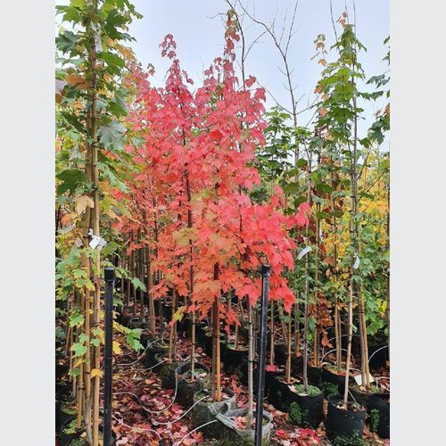 ACER freemanii ‘Jeffers Red’ – Freemans Maple
