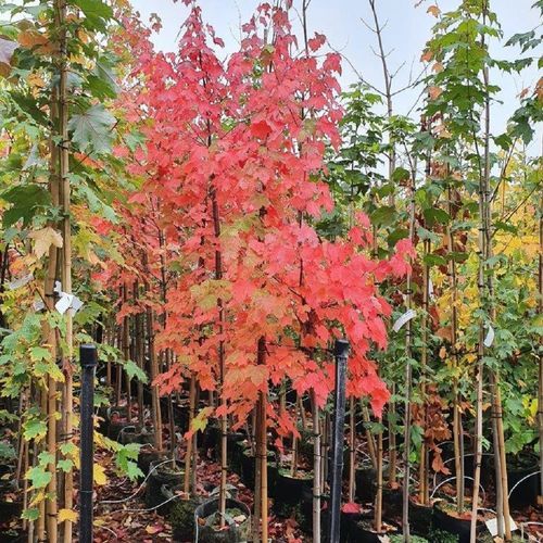 ACER freemanii ‘Jeffers Red’ – Freemans Maple