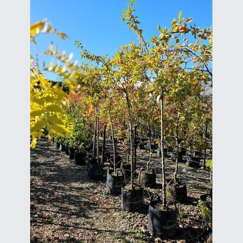 MALUS Arrows Gold – Yellow Fruiting Crabapple