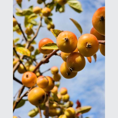 MALUS Arrows Gold – Yellow Fruiting Crabapple