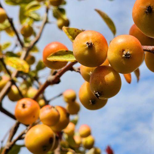 MALUS Arrows Gold – Yellow Fruiting Crabapple