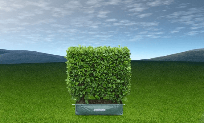 LIVING BOUNDARY™ – mid-height instant hedge range.