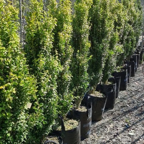 Buxus sempervirens 'Graham Blandy' | Upright English Box