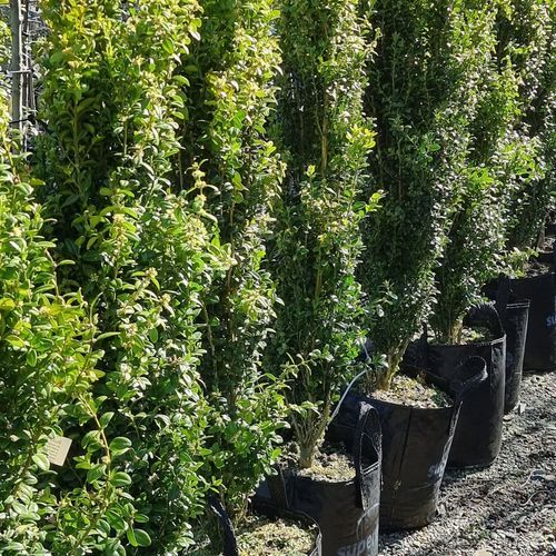 Buxus sempervirens 'Graham Blandy' | Upright English Box