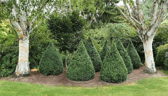 Buxus sempervirens | English Box Hedge