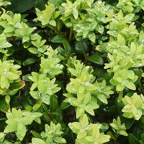 Buxus sempervirens | English Box Hedge