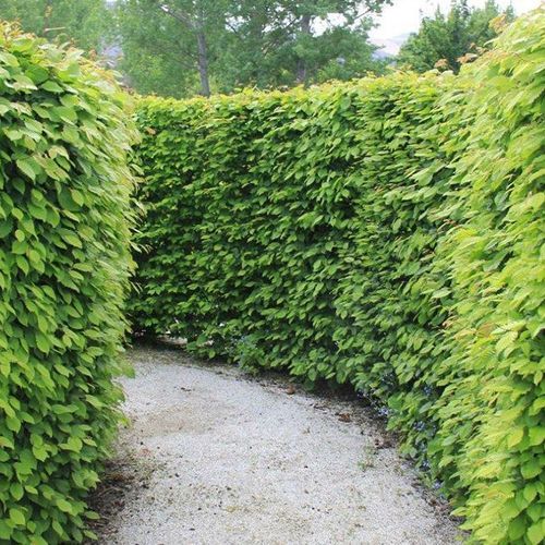 Carpinus betulus | English Hornbeam