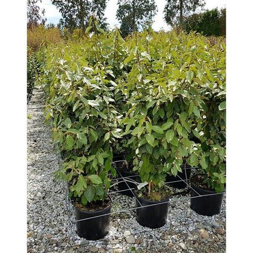 Elaeagnus ebbingei | Paper Bush