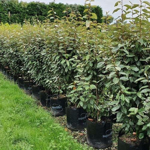 Elaeagnus ebbingei | Paper Bush