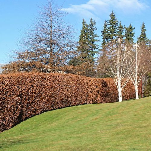 Fagus sylvatica | European or English Beech