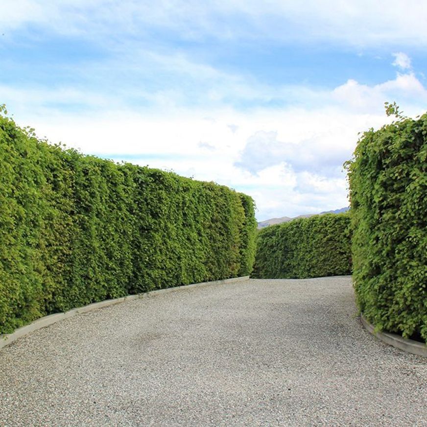Fagus sylvatica | European or English Beech