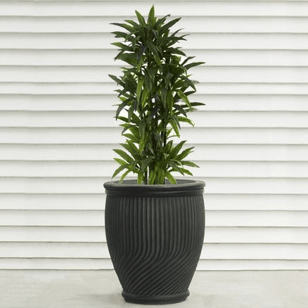 Daisy Anduze Planter