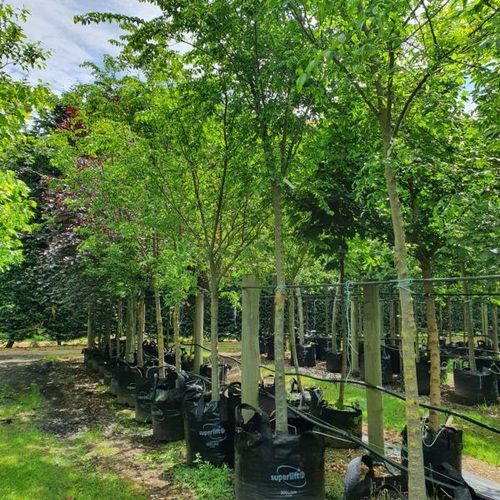 Ulmus Parvifolia ‘Frontier’ | Chinese Frontier Elm