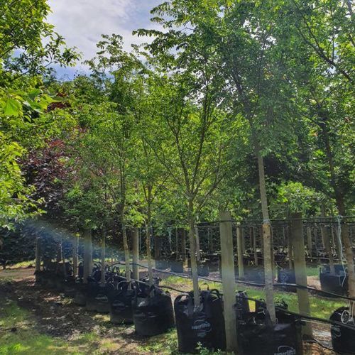 Ulmus Parvifolia ‘Frontier’ | Chinese Frontier Elm