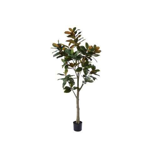 Broadleaf Potted Tree 180cm