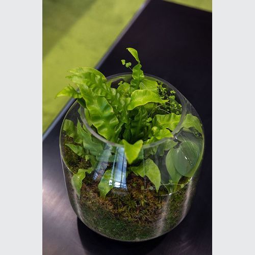Mixed Foliage Displays | GreenAir