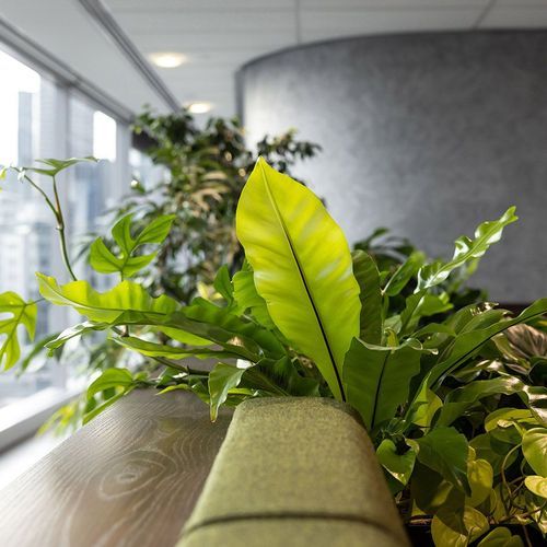 Customisable Indoor Garden Solutions | GreenAir