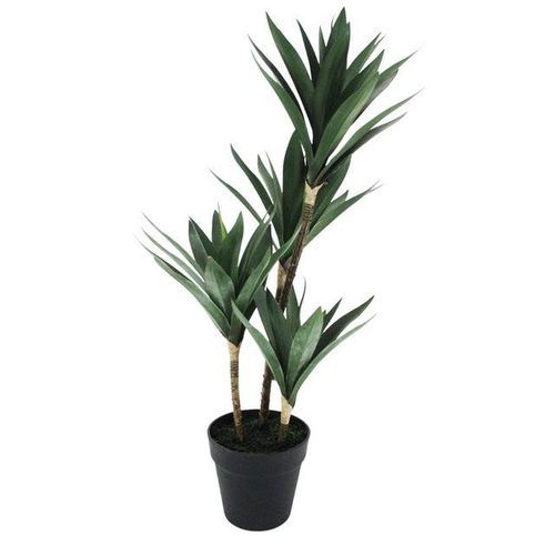 Yucca Quad Potted Tree