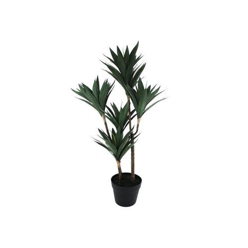 Yucca Quintet Potted Tree