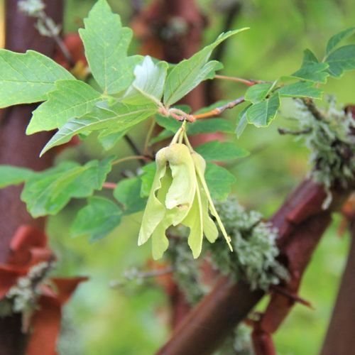 Acer Griseum | Paper Bark Maple
