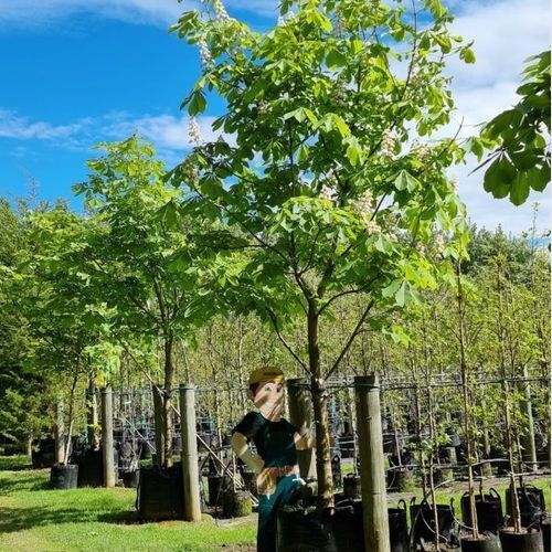 Aeseculus Hippocastanum | Horse Chestnut