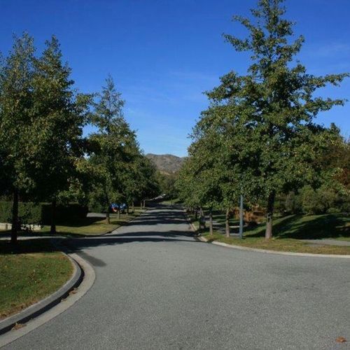 Alnus cordata | Italian Alder
