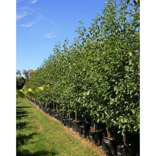 Alnus cordata | Italian Alder