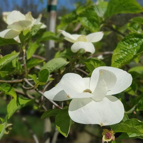 Cornus 'Eddies White Wonder' | White Flowering Dogwood