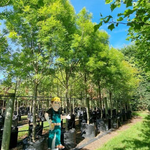 Fraxinus Oxycarpa ‘Raywoodii’ | Claret Ash