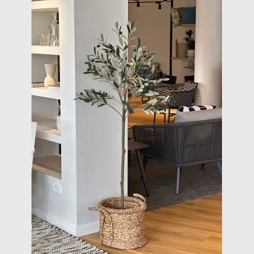 Potted Trim Olive Tree 153cm
