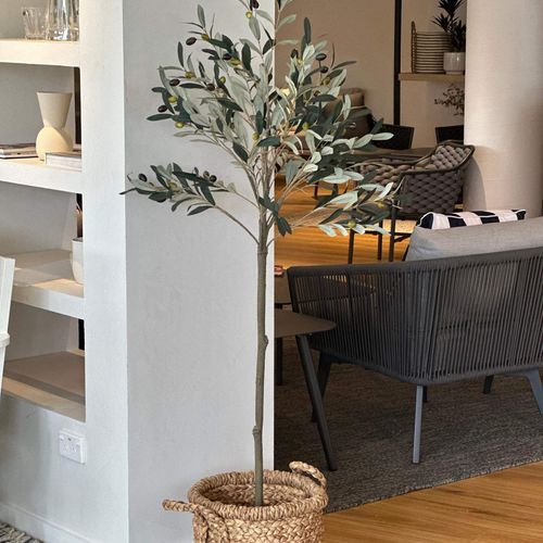 Potted Trim Olive Tree 153cm