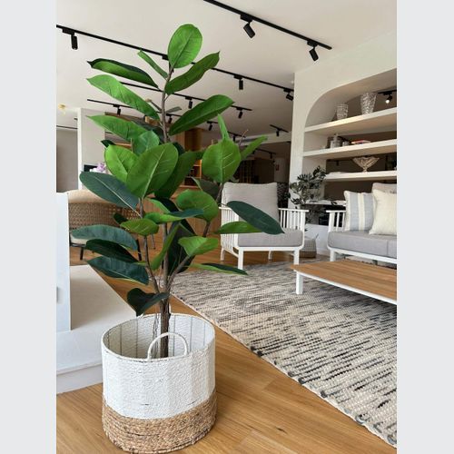 Potted Ficus Tree 121cm