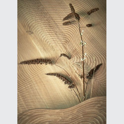 Isola Coffee Table