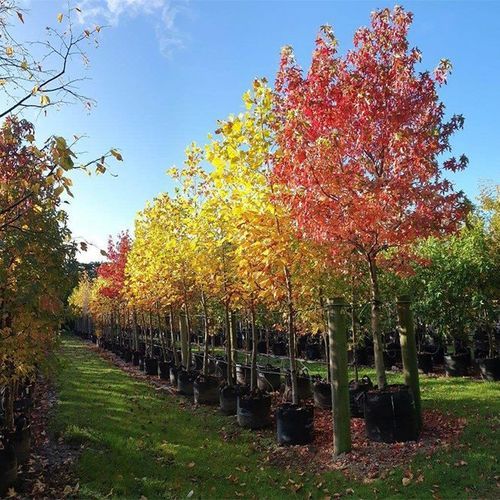 Liquidambar styraciflua 'Worplesdon' | Sweet Gum