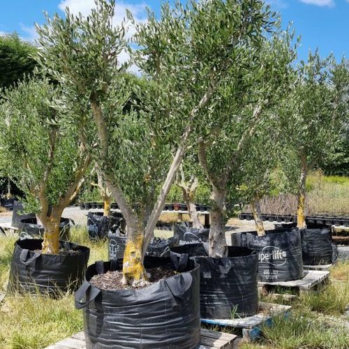 Olea ‘Frantoio’ | Olive Tree