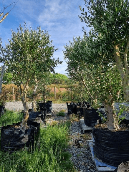 Olea ‘Frantoio’ | Olive Tree
