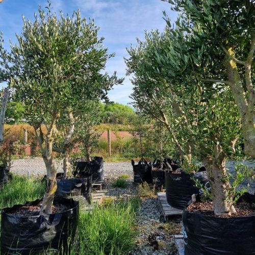 Olea ‘Frantoio’ | Olive Tree