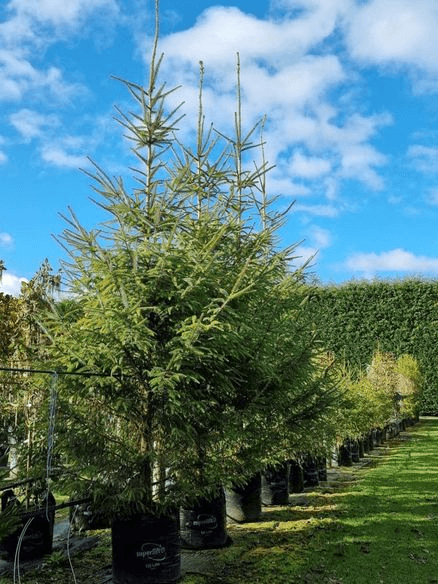 Picea Sitchensis | Alaskan Spruce