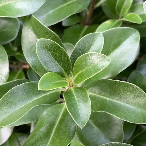 Pittosporum 'Irish Luck' (PVR) instant hedge