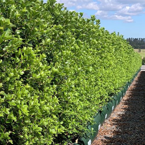 Pittosporum 'Irish Luck' (PVR) instant hedge