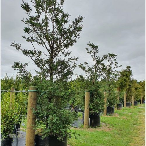 Podocarpus Totara ‘Matapouri Blue’ | Native Blue Totara