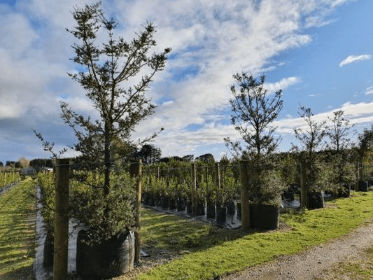 Podocarpus Totara ‘Matapouri Blue’ | Native Blue Totara