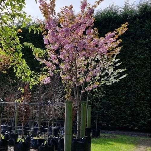 Prunus Serrulata ‘Kanzan’ | Pink Flowering Cherry
